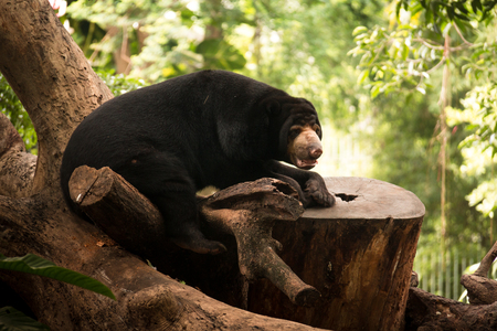 Malayan sun bear exhibit within the zoo.の写真素材