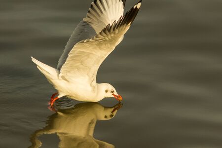 A Black Headed Gull is floating in the harbour of Bangpu, Thailand.