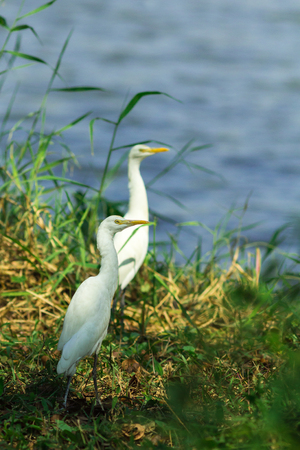 Bird is living in the park in Thailand.の写真素材