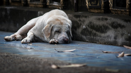Dog is sleeping on the floor in the temple.の写真素材
