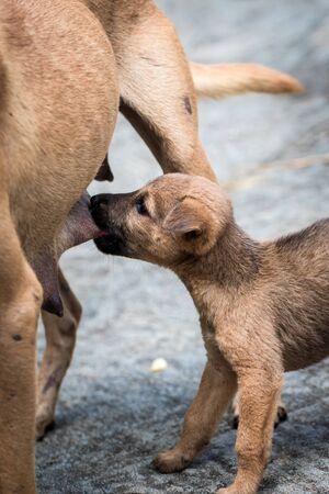 A puppy sucking milk from mother.の写真素材