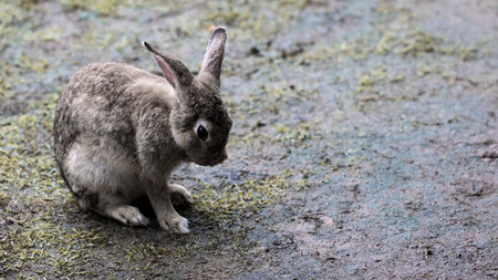 Portrait of cute rabbit in the park.