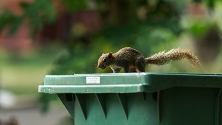 A squirrel on a green dustbin in the park.の写真素材