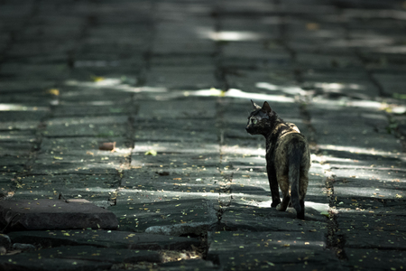 A dirty cat in the park.の写真素材