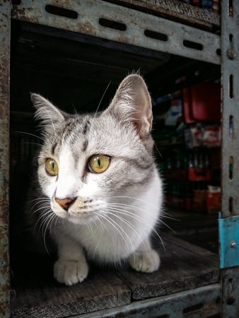 White cat on the shelfの写真素材