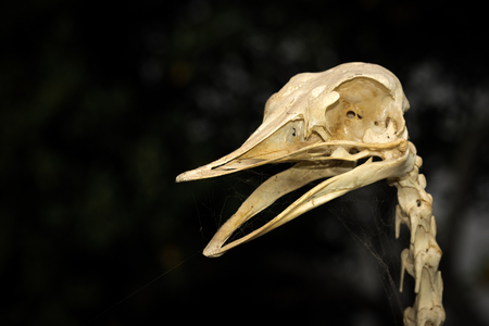 Big bird head fossils isolated on blackの写真素材