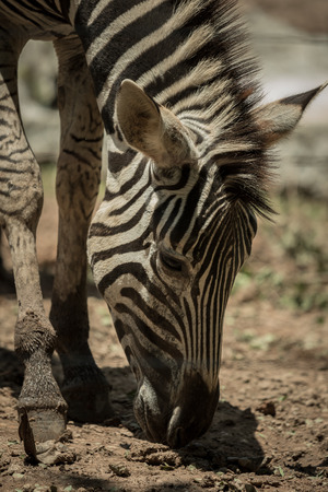 Black & White streak  on zebra's head.の写真素材