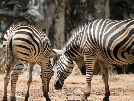 Two zebras live in the zoo.の写真素材