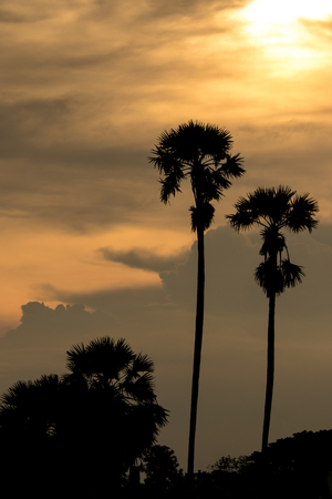 The beautifull image of tree in the evening.の写真素材