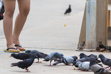 Birds eating food on the ground.の写真素材