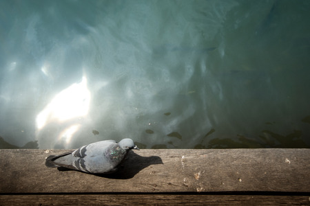 A pigeon walking on the wooden floor.の写真素材