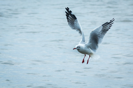 The seagull flying over the sea.の写真素材