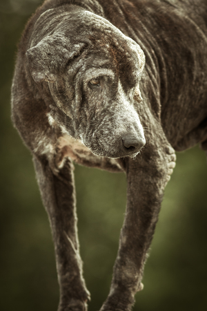 Dirty stray dog is a skin disease on green background.の写真素材