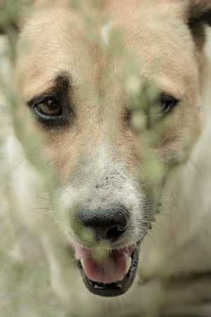 A stray dog living in the park. Selective focus on eye dogの写真素材