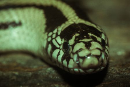 Beautiful snake live in the cave