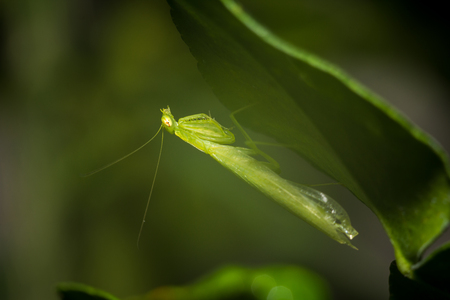Close up of a green mantis on green leaf.の写真素材