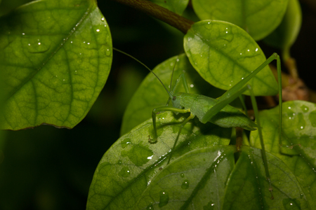 Close up of a green mantis on green leaf.