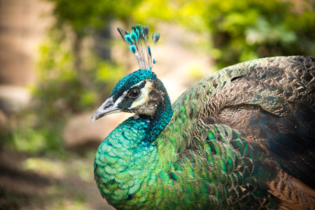 Colorful of peafowl in the jungle.の写真素材