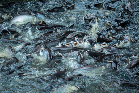 The group pangasius fish in the river, Thailand