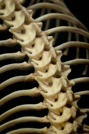 The bone of a snake exhibit in dark backgroundの写真素材