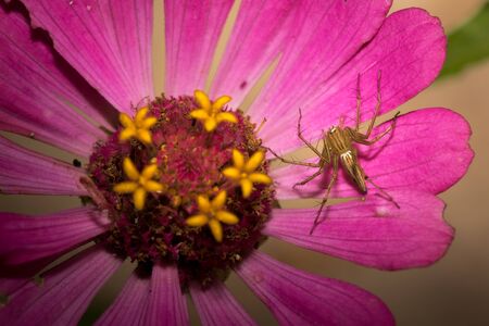A spider perched on purple flower in the garden.の写真素材