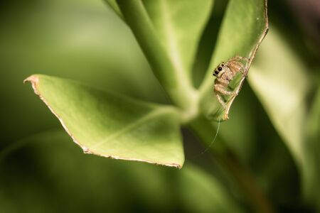 The little spider live in the garden.