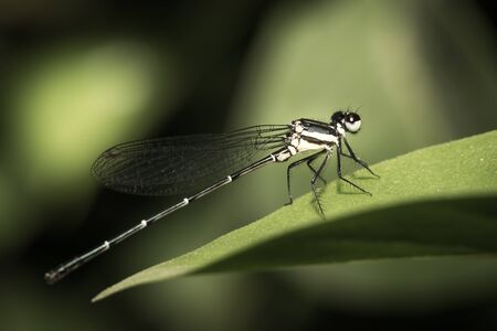 The small dragonfly perched on green leaves in the garden.の写真素材