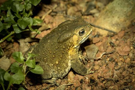Toad hiding on the ground in the park.