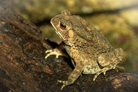 Toad hiding on the ground in the park.の写真素材