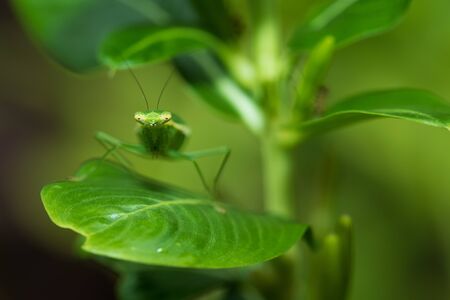 Close up of  a little grasshopper on tree in the garden.の写真素材