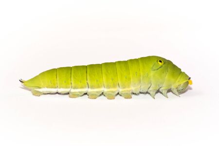 Green caterpillar in isolated on white background.の写真素材