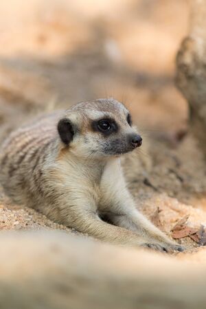Meerkat or Suricate in the zoo , Thailandの写真素材