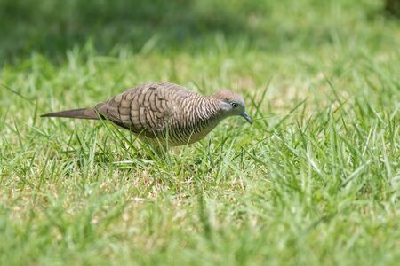 The Zebra Dove living on ground in the parkの写真素材