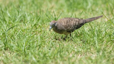 The Zebra Dove living on ground in the parkの写真素材