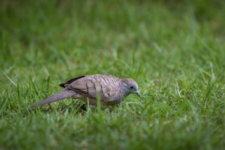 The Zebra Dove living on ground in the parkの写真素材
