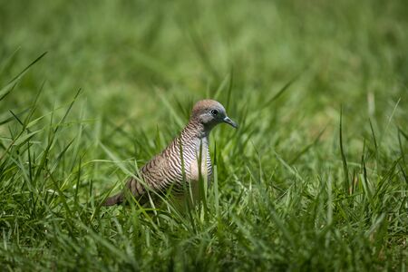 The Zebra Dove living on ground in the parkの写真素材