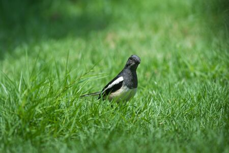 The Oriental Magpie Robin living on ground in the parkの写真素材