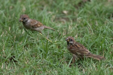 The Eurasian Tree Sparrow living on ground in the parkの写真素材