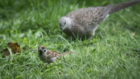 Eurasian Tree Sparrow and Dove living on ground in the parkの写真素材