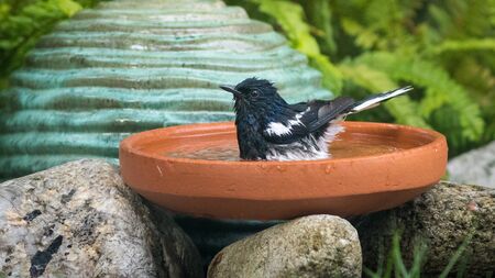 A bird bathing in the earthen tray.の写真素材
