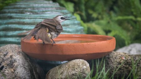 A bird bathing in the earthen tray.の写真素材