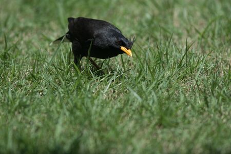 The White-vented Myna living on ground in the parkの写真素材