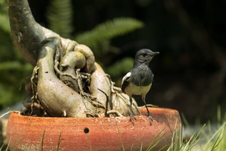A bird living on the earthen tray in the gardenの写真素材