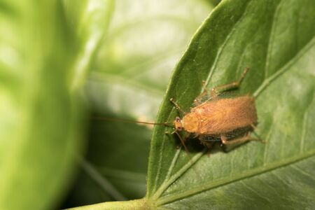 The cockroach perched on green leaves in the garden.