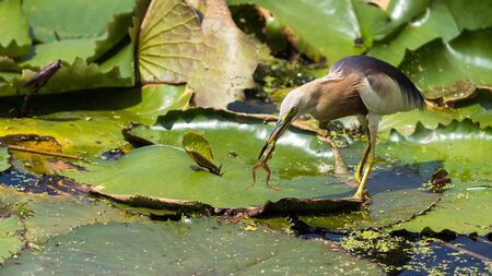 The bird live in the park in Thailand.の写真素材