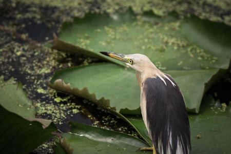 The bird live in the park in Thailand.の写真素材