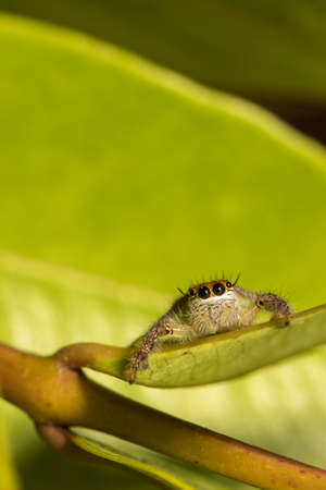 The little spider live in the garden.の写真素材