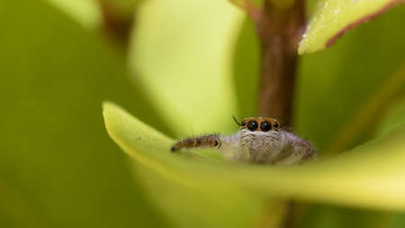 The little spider live in the garden.の写真素材