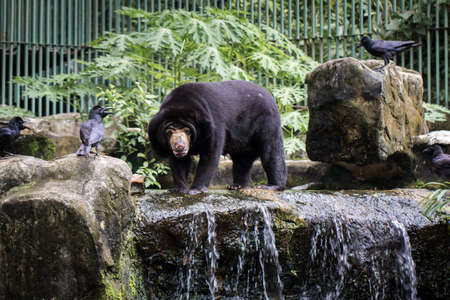 Malayan sun bear exhibit within the zoo.の写真素材