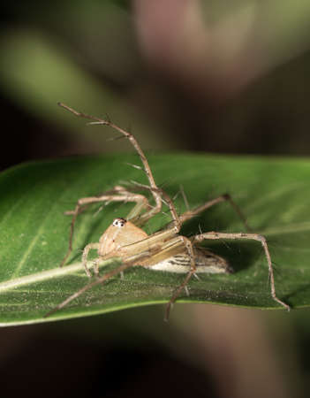 The little spider live in the garden.の写真素材